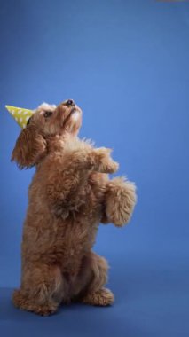 Bir Doodle köpeği parti şapkası takarken sakince oturuyor, mavi bir arka planda. Köpek sakin ve şenlikli görünüyor, parti için hazır..