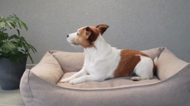 Köpek yatağında dik oturan bir Jack Russell Terrier. Köpek dikkatli ve meraklı görünüyor, etrafındakileri alıyor..