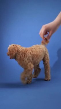 Mavi arka plana karşı bir Doodle köpeği oyunu. Köpek meraklı ve hazır görünüyor. Etkileşime hazır..