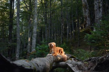 Bir Nova Scotia Duck Tolling Retriever sık ormandaki yosun kaplı bir kütüğün üzerinde uzanıyor ve huzurlu görünüyor. Çevre çok sakin..