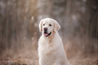 Bir Golden Retriever tarlada kameraya doğru mutlu bir şekilde oturur. Köpeğin neşeli ifadesi kuru otlara ve nötr tonlara karşı duruyor..