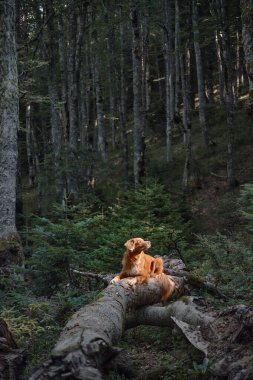 Bir Nova Scotia Duck Tolling Retriever ormandaki bir kütüğün üzerinde, rahat görünüyor. Köpek sakin vahşi doğayla çevrilidir..