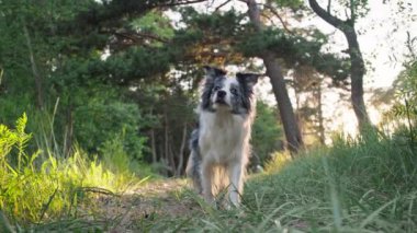 Collie Sınırı, uzun ağaçlar ve yeşil çimlerle çevrili bir orman yolunda sakince yürüyor. Köpek odaklanmış ve memnun görünüyor, doğa yürüyüşünden zevk alıyor..