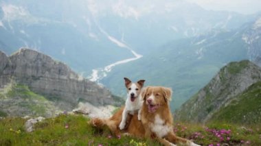 Bir Nova Scotia Duck Tolling Retriever ve bir Jack Russell Terrier kayalık arazi ve aşağıdaki geniş vadi ile çevrili bir dağın tepesinde dinleniyorlar. Köpekler sakin görünüyor. 