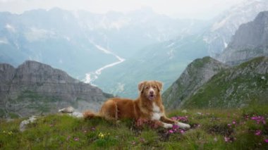 Bir Nova Scotia Duck Tolling Retriever dağdaki bir çayırda, kır çiçekleriyle çevrili ve uzak vadileri görüyor. Köpek sakin ve huzurlu görünüyor, doğal güzelliği alıyor..