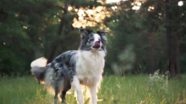 Collie Sınırı, güneşli bir ormanda neşeli bir ifadeyle yürüyor. Köpek mutlu ve rahat görünüyor, sakin ortamı kucaklıyor..