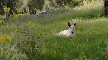 Beyaz bir teriyer otların üzerine uzanmış, sakin bir park alanında mola veriyor. Köpek rahat görünüyor, sıcak bir günde gölgede dinleniyor..