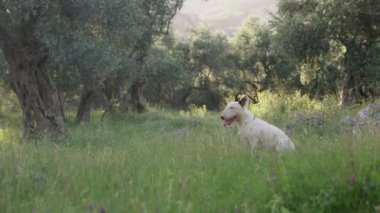 Beyaz bir boğa teriyerinin yemyeşil bir parkın ortasında durduğu görülüyor. Köpek dikkatli ve çevresini keşfetmeye hazır görünüyor..