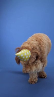 Mavi arka planda parti şapkasının içinde duran bir Doodle köpeği. Köpek neşeli ve hayat dolu görünüyor, festival sahnesine enerji katıyor..
