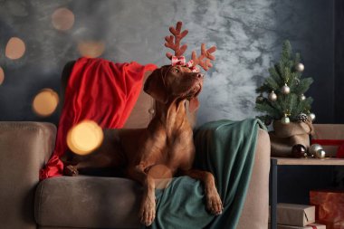 Ren geyiği boynuzu takan bir Vizsla köpeği bir koltuğa oturur, umutla bakar, bir Noel ağacıyla şenlik arka planına kurulur.