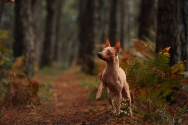 Eğreltiotları ve ağaçlarla çevrili bir Amerikan Kılsız Teriyeri ormanda koşuyor. Köpek enerjik ve neşeli görünüyor, sonbahar gününün tadını çıkarıyor..