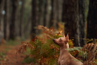 Bir Amerikan Kılsız Teriyeri ormanda oturur ve merakla yukarı bakar. Köpek sonbahar yaprakları ve sakin bir ormanlık alanda uzun ağaçlarla çevrili..