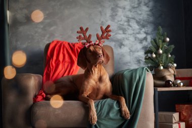 Ren geyiği boynuzu takan bir Vizsla köpeği bir koltuğa oturur, umutla bakar, bir Noel ağacıyla şenlik arka planına kurulur.