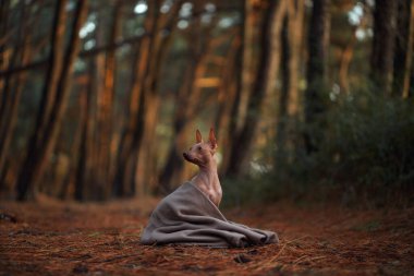 Kılsız bir köpek ormanda otururken battaniyeye sarılır. Köpek rahat ve sakin görünüyor. Etrafı ağaçlarla çevrili ve huzurlu..