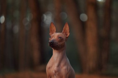 Kılsız bir köpek ormanda dikiliyor, tetikte görünüyor. Köpek uzun ağaçlar ve yumuşak doğal ışıkla çevrili. Doğada huzurlu bir an yaratıyor..