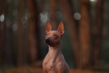 A hairless dog stands outdoors in a forest, looking alert. The dog is surrounded by tall trees and soft natural light, creating a serene moment in nature. clipart