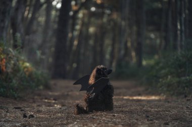 Kara kaniş karanlık bir ormanda yarasa kanatları takarak oturur ve Cadılar Bayramı teması yaratır. Ürkütücü bir atmosfer katıyor, Cadılar Bayramı sezonu için mükemmel..