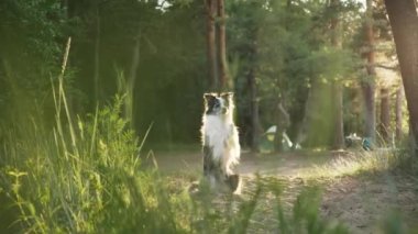 Collie Sınırı, uzun otlar ve ağaçlarla çevrili bir ormanda sessizce oturuyor. Köpek sakin ve dikkatli görünüyor, doğal ortama uyum sağlıyor..