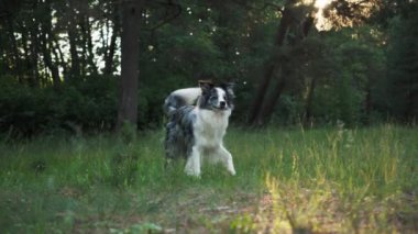 Collie Sınırı bir ormanda sakince ayakta duruyor, güneş ışığıyla yıkanmış. Köpek doğal ortamda rahat ve huzurlu görünüyor..