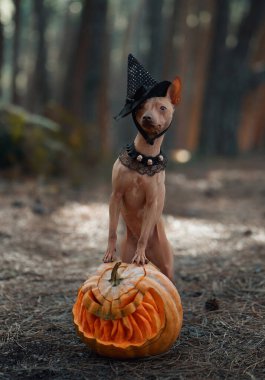 An American Hairless Terrier sits with a pumpkin, wearing a witch hat. The dog appears playful and ready for Halloween, surrounded by a spooky forest background. clipart