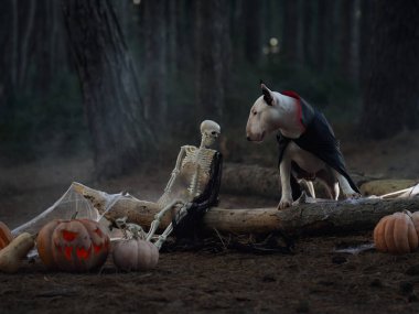 A bull terrier sits beside a pumpkin and skeleton in a dark forest setting, celebrating Halloween. The eerie setup and decorations create a spooky Halloween vibe. clipart