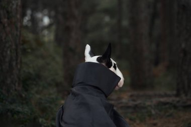 Bir boğa teriyeri karanlık bir ormanda cadılar bayramı süslemeleriyle oturur, balkabağı ve iskelet de dahil. Kurulum ve dekorasyonlar ürkütücü bir Cadılar Bayramı atmosferi yaratıyor..