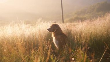 Bir köpek Nova Scotia Duck Tolling Retriever, huzurlu bir arazide uzun altın çimlerle çevrili güneş ışığında oturur. Yumuşak, sıcak ışık ve doğal güzellik huzurlu bir atmosfer yaratır..