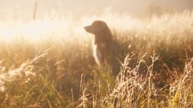 Bir köpek Nova Scotia Duck Tolling Retriever, huzurlu bir arazide uzun altın çimlerle çevrili güneş ışığında oturur. Yumuşak, sıcak ışık ve doğal güzellik huzurlu bir atmosfer yaratır..