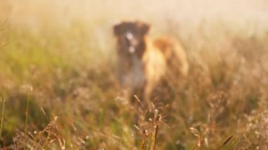 Bir köpek Nova Scotia Duck Tolling Retriever altın bir tarlada uzun otların arasından geçiyor, neredeyse bitki örtüsü tarafından gizleniyor. Sıcak yaz günü ve kırsal alan 