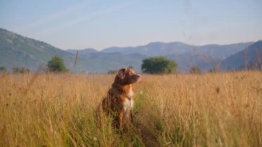 Bir köpek Nova Scotia Duck Tolling Retriever altın bir tarlada sakince oturur ve arkasında dağlar vardır. Kırsal alan, uzun otlar ve sıcak ışık barışçıl bir atmosfer yaratır..
