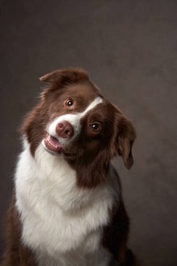 Bir Border Collie köpeği, kafasını meraklı bir şekilde nötr bir arka plana yaslar ve dikkatliliğini ve meraklı doğasını vurgular..