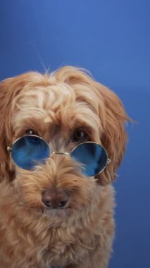 Mavi arka planda sakince oturan bir Doodle köpeği portresi. Köpek sakin ve nazik görünüyor, yumuşak bir ifadeyle..