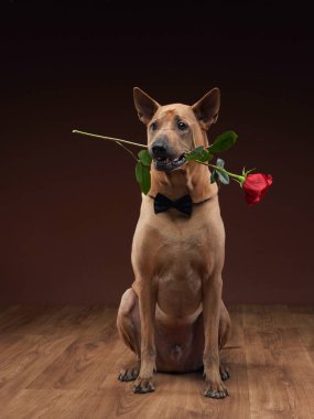 A poised Thai Ridgeback delicately holds a red rose in its mouth, wearing a neat black bow tie, conveying an air of romance and grace in a studio setting clipart