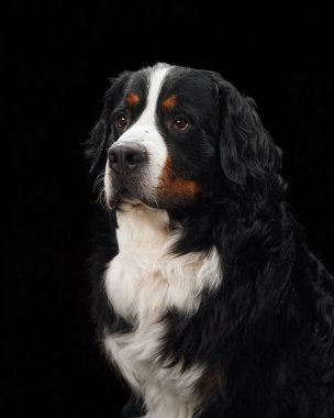 Görüntü siyah bir arka planda Bernese Mountain Dog 'un yan profilini gösteriyor. Bu detaylı stüdyo çekiminde köpeğin nazik ifadesi ve tüylü ceketi vurgulanıyor..