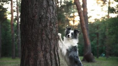 Collie Sınırı, orman ortamındaki bir ağacın arkasından neşeyle gözetliyor. Köpek meraklı ve meşgul görünüyor, ilgisini çekerek çevreyi keşfediyor..