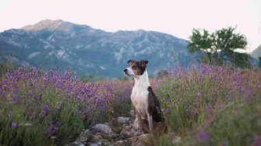Arka planda dağlar olan bir köpek lavanta tarlasında sessizce oturur. Canlı çiçekler ve kırsal arazi manzaranın huzurunu arttırır..