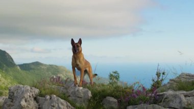 Belçikalı bir Malinois bir tepede duruyor, kır çiçekleri ve yeşilliklerle dolu vadiye bakıyor..