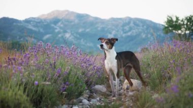 Bir köpek lavanta tarlasında yürüyor, uzaktaki dağlarla bölgeyi keşfediyor. Huzurlu atmosfer ve canlı lavanta çiçekleri rahatlatıcı bir açık hava manzarası yaratır..