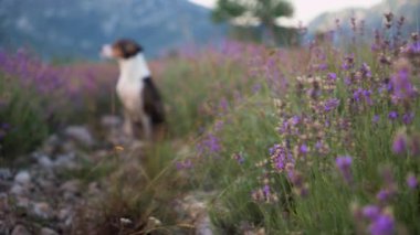 Bulanık lavanta tarlasının arka planında bir köpek görülebilir, rüya gibi bir etki yaratır. Mor çiçekler ve manzaralı kırsal alan huzurlu bir atmosfer ekler..