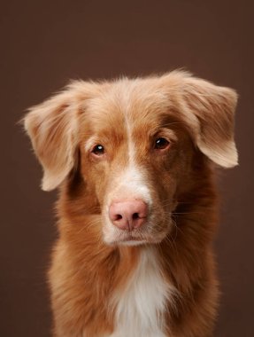 Bir Nova Scotia Duck Tolling Retriever sade bir arka plana karşı durduğu için düşünceli görünüyor. Köpek sakin ve düşünceli tavrı portreye derinlik katıyor..