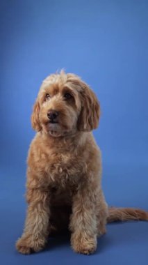 Mavi arka planda duran bir Doodle köpeği. Köpek meraklı ve hazır görünüyor. Etkileşime hazır..