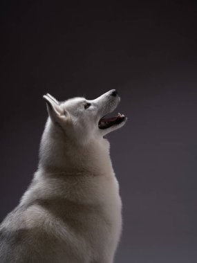 A Siberian Husky tilts its head upwards, mimicking a singing pose, set against a dark background to highlight its vocal expression. clipart