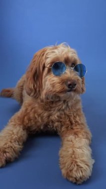 Mavi arka planda mavi gözlüklü bir Doodle köpeği. Köpek tuhaf ve neşeli görünüyor, gözlükleriyle eğlenceli bir dokunuş ekliyor..