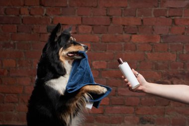 Bir Border Collie 'nin elinde bir havlu ve bakım ürünü var. Bir el, tuğla bir duvarın önünde başka bir ürün sunuyor..