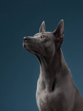 Çarpıcı bir mavi arkaplan karşısında görüntülenen bu Thai Ridgeback zarafet ve uyanıklık yayıyor. Pürüzsüz biçimi ve sırtındaki belirgin çıkıntılar vurgulanmış.