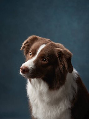 Bir Border Collie köpek portresi koyu bir arka planda çekilmiş dalgın bir görüntüyü yakalar. İkinci cümle, dikkatli ve düşünceli tavrını gözler önüne seriyor..