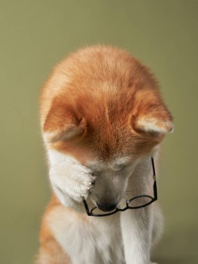 Gözlüklü bir Akita köpeği yeşil arka planda patileriyle yüzünü kapatır. Köpek utangaç ve sevimli görünüyor..