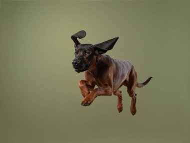 Captured mid-leap against a green backdrop, this dynamic image of a dog highlights its joyful energy and the essence of its spirited nature. clipart