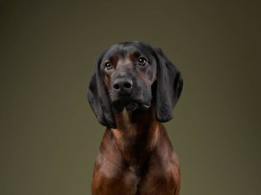 Weimarane yavrusu, derin zekasını ve ünlü avlanma yeteneklerini sergileyen karanlık bir zemin üzerine odaklanmış bir bakışla sabırlı bir şekilde poz verir..