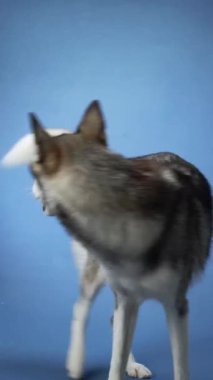 Mavi arka planda güvenle duran bir Sibirya Husky 'si. Köpek güçlü ve görkemli görünüyor, harekete hazır..